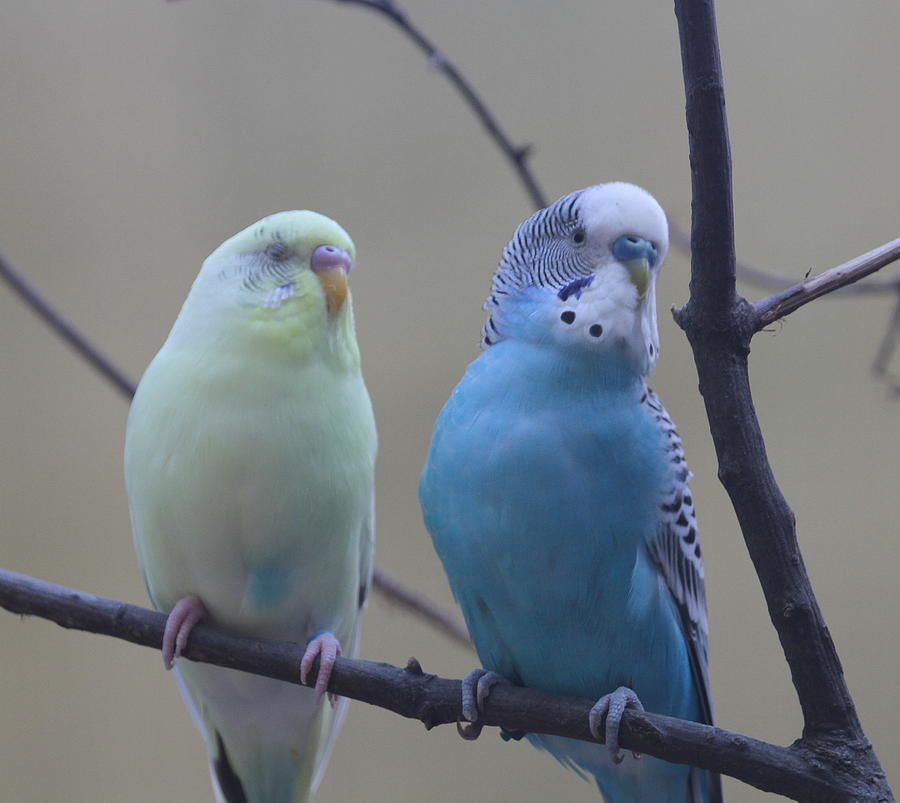 Parakeet Photograph - Parakeet Pair by Cathy Lindsey