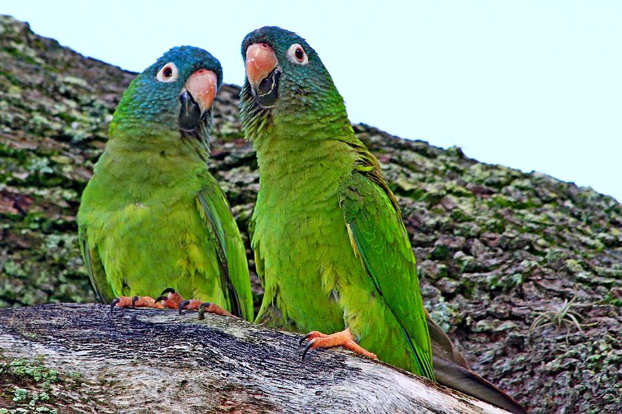 Parakeet Photograph - Parakeet Pair by Ira Runyan