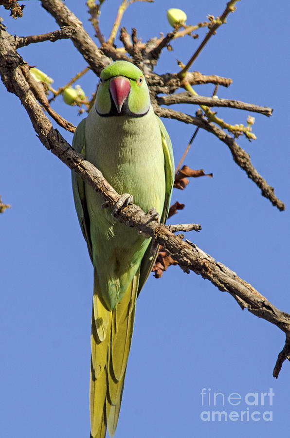 Parakeet Stare Photograph by Pravine Chester