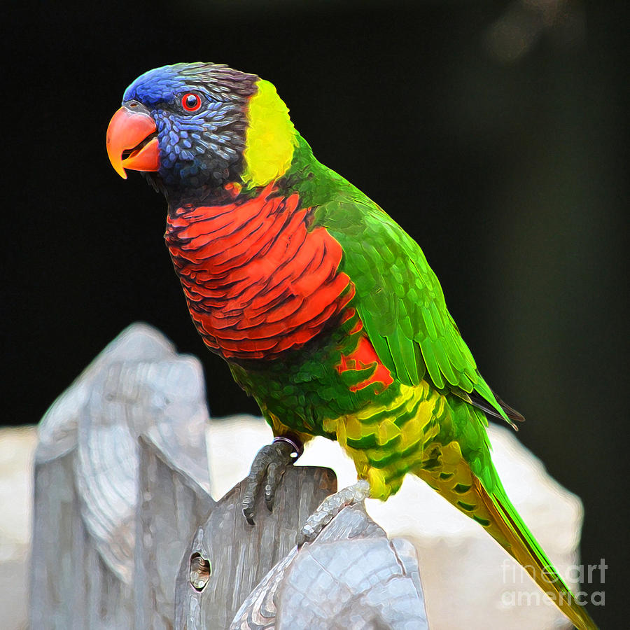 Parakeet Vibrant Colorful Profile Accented Edges Digital Art Digital Art by Shawn OBrien