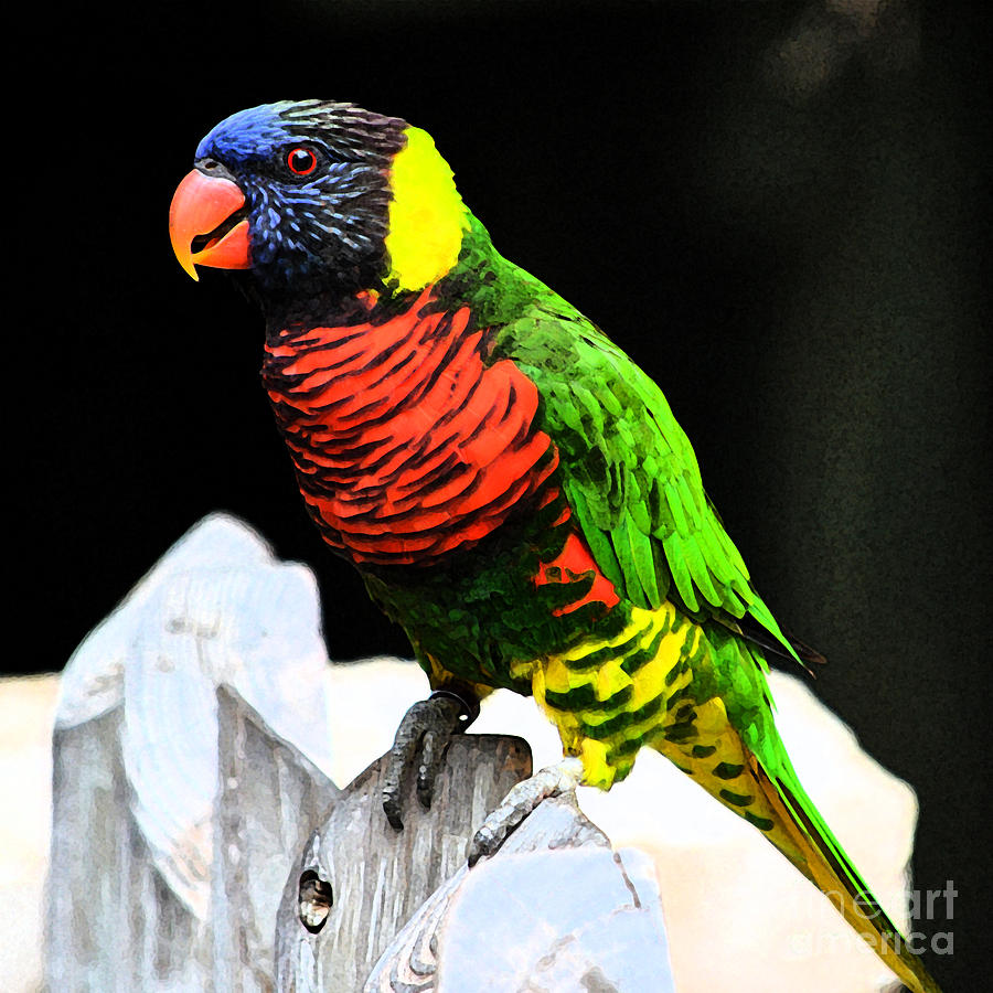 Parakeet Vibrant Colorful Profile Fresco Digital Art Digital Art by Shawn OBrien