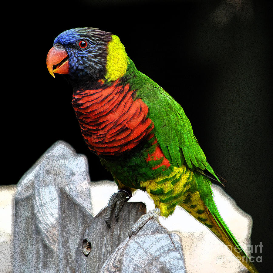 Parakeet Vibrant Colorful Profile Ink Outlines Digital Art Digital Art by Shawn OBrien