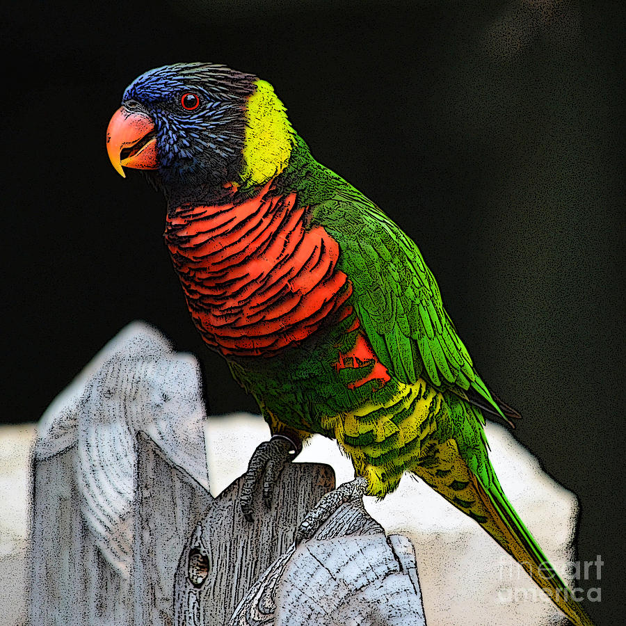 Parakeet Vibrant Colorful Profile Poster Edges Digital Art Digital Art by Shawn OBrien