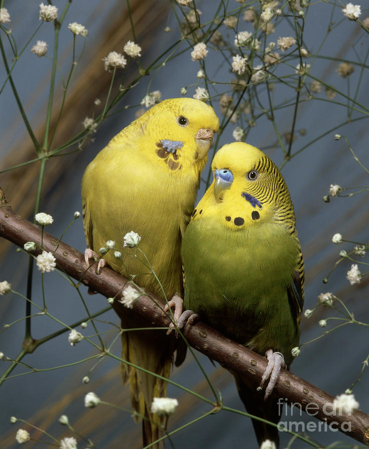 Parakeets Budgies Photograph by Hans Reinhard