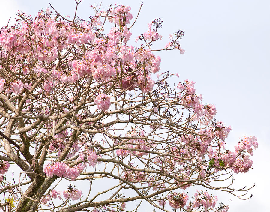Brown Photograph - Parakeets hiding in the flowers by Brian Magnier Brown Photograph - Parakeets hiding in the flowers by Brian Magnier