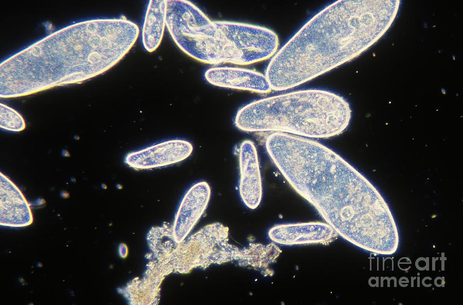 Microorganism Photograph - Paramecium Aurelia by James W Evarts