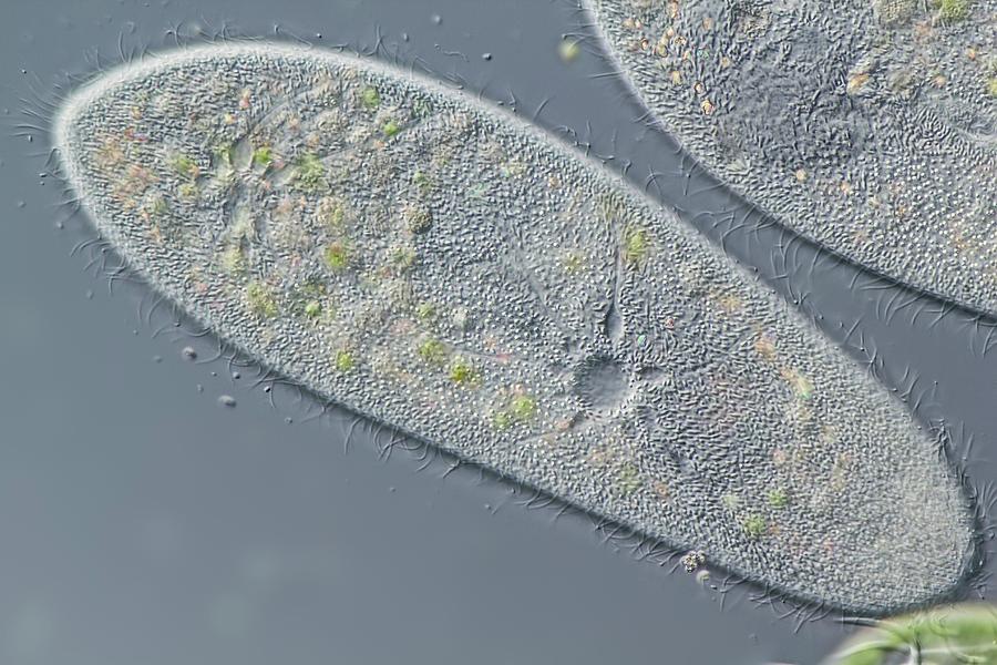 paramecium multimicronucleatum