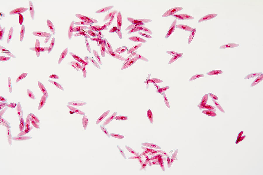 Paramecium Caudatum Protozoans, Lm Photograph by Science Stock Photography