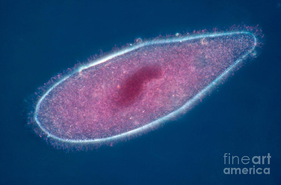 Animal Photograph - Paramecium by David M. Phillips