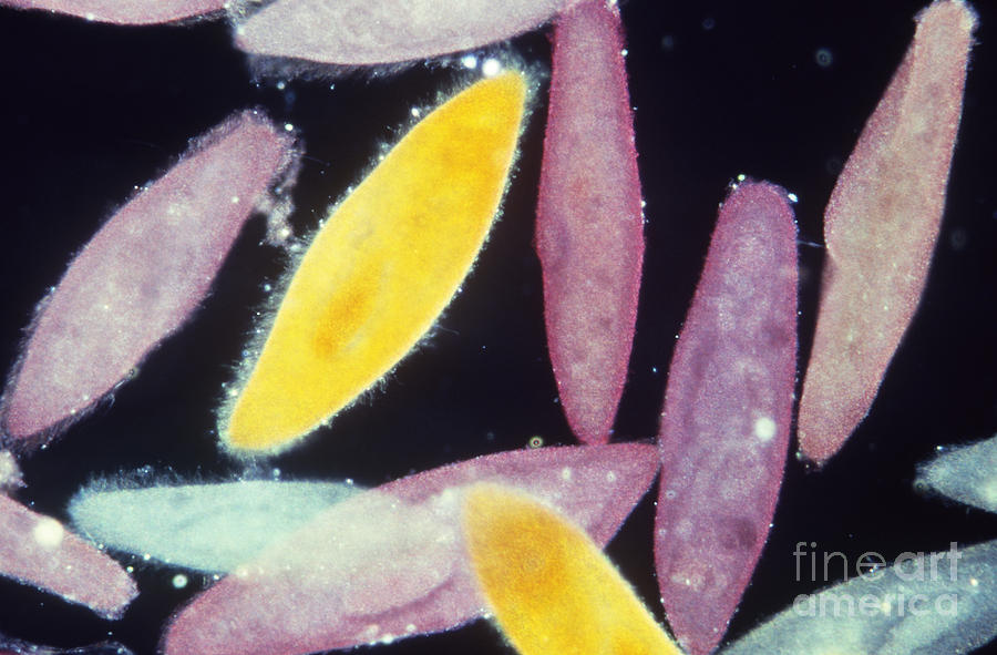 Paramecium Photograph by Gary Retherford