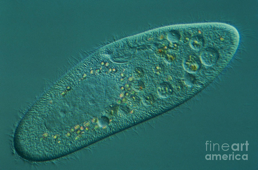 Science Photograph - Paramecium, Lm by M.I. Walker / Dorling Kindersley