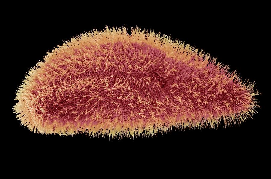 Nature Photograph - Paramecium Protozoan by Steve Gschmeissner