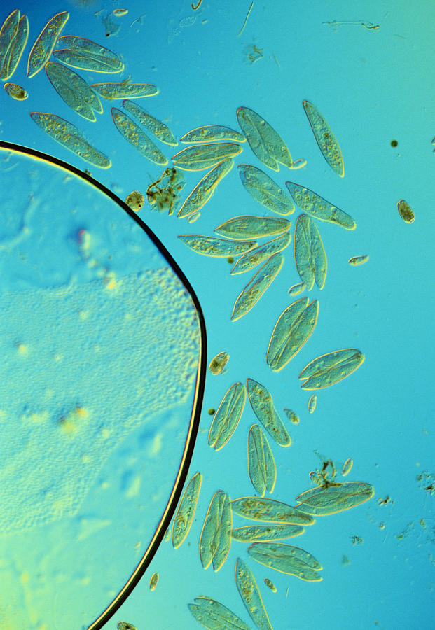Paramecium Protozoans, Lm Photograph by Perennou Nuridsany
