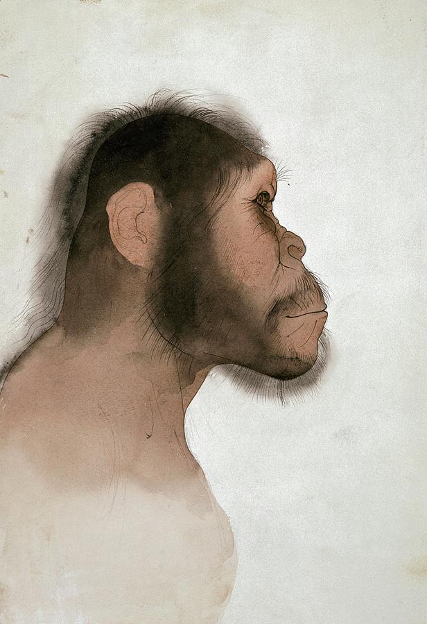 Paranthropus Boisei Hominid Photograph by Natural History Museum, London/science Photo Library