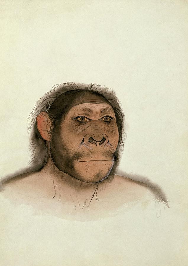 Paranthropus Boisei Photograph by Natural History Museum, London/science Photo Library