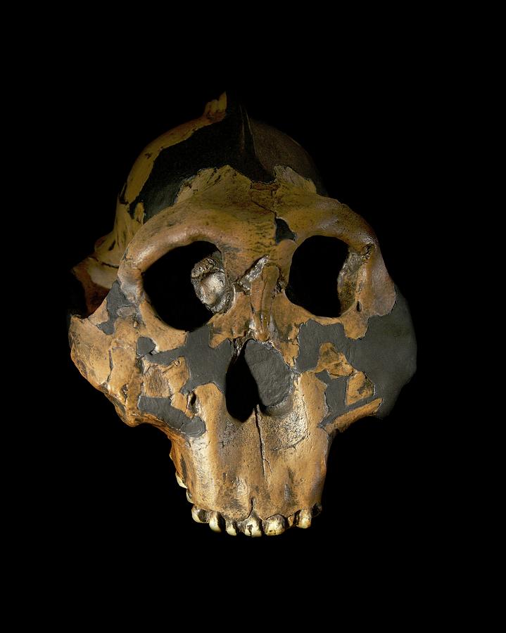Paranthropus Boisei Skull Photograph by Sinclair Stammers/science Photo Library
