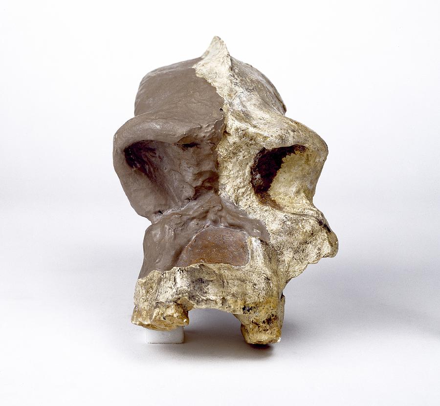 Paranthropus robustus cranium (SK46) Photograph by Science Photo Library