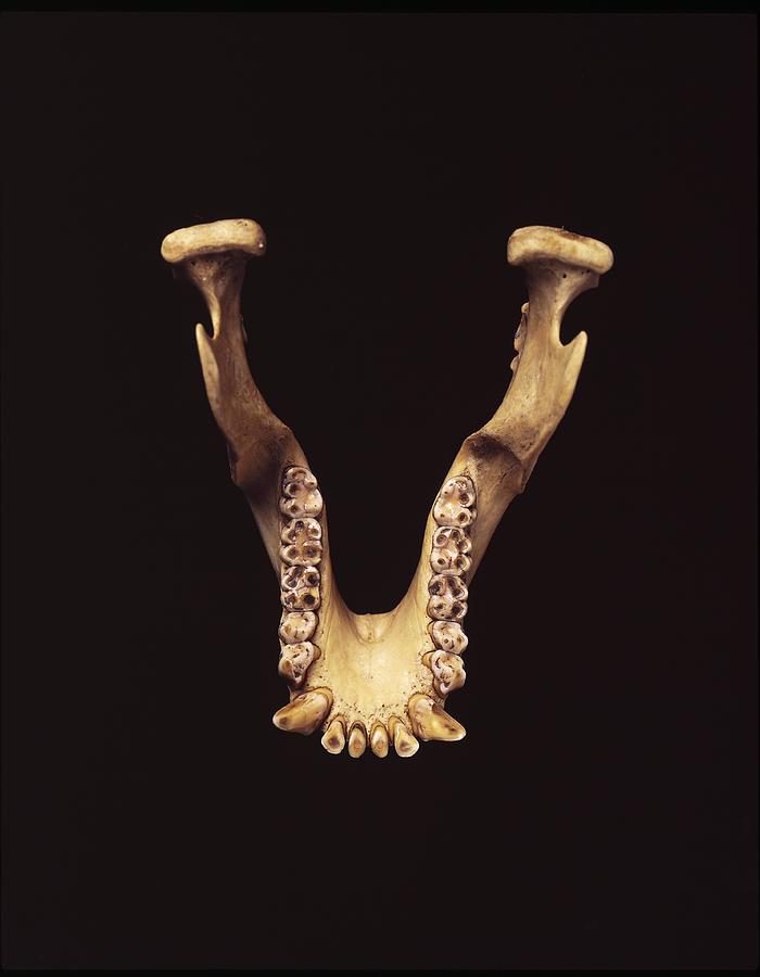 Paranthropus robustus jaw bone Photograph by Science Photo Library