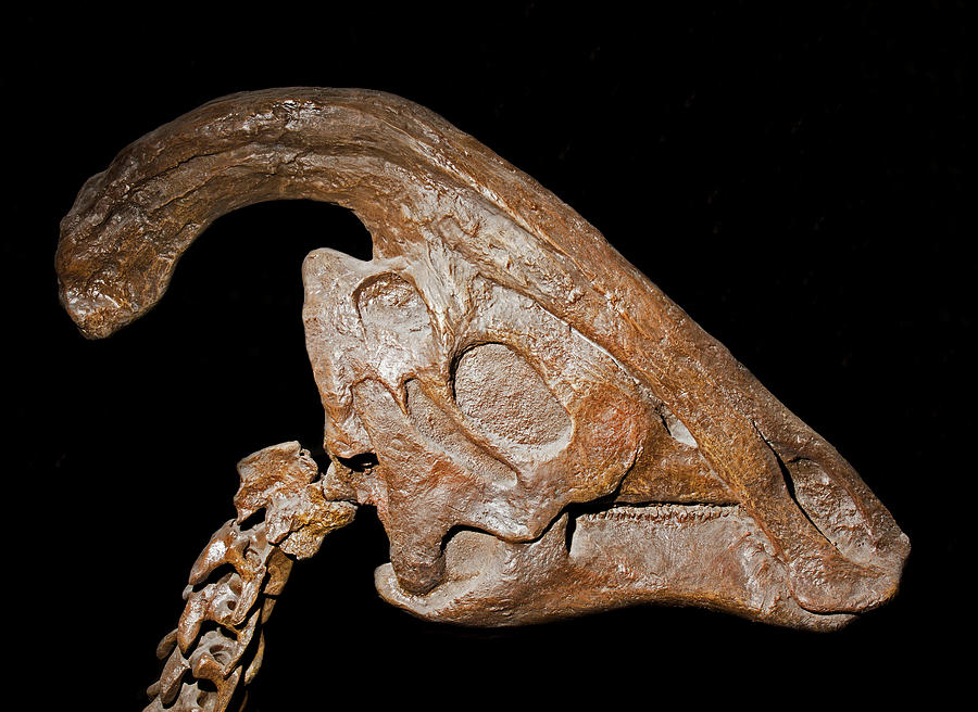 Parasaurolophus Cyrtocristatus Skull Photograph By Millard H Sharp 6287