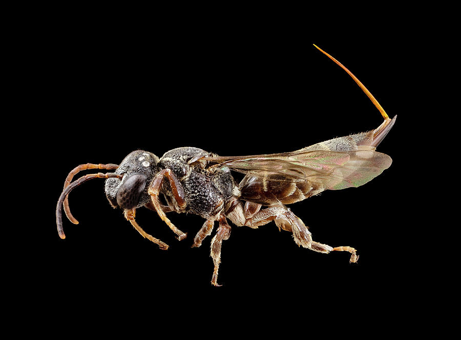 Parasitic Bee Photograph by Us Geological Survey