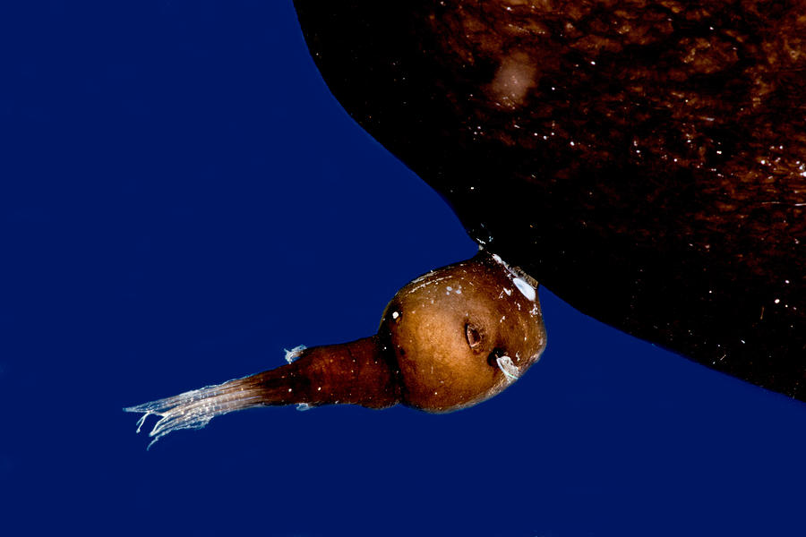 Parasitic Male Anglerfish, Linophrynidae by Dant Fenolio