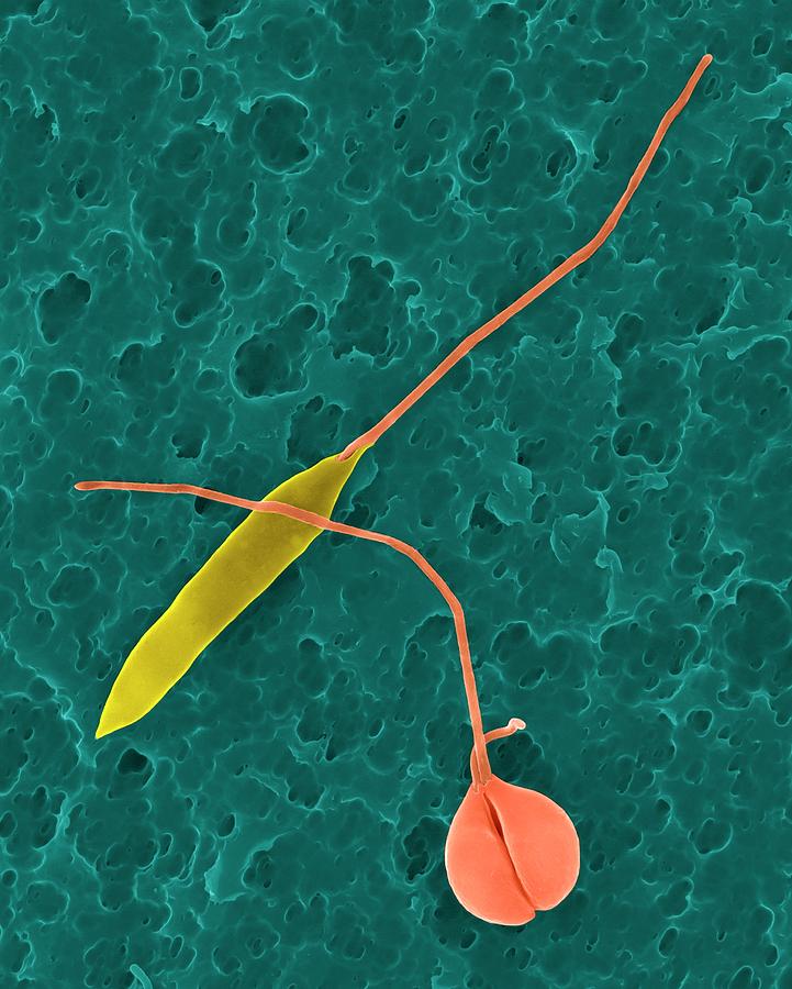 Insects Photograph - Parasitic Protozoan Promastigote by Dennis Kunkel Microscopy/science Photo Library