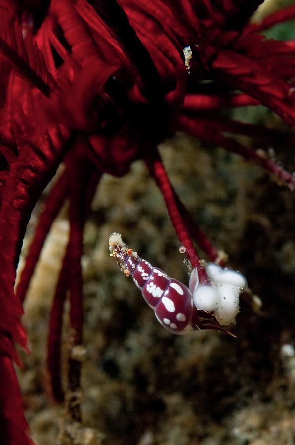 Animal Photograph - Parasitic Sea Snail Laying Eggs by Matthew Oldfield/science Photo Library Animal Photograph - Parasitic Sea Snail Laying Eggs by Matthew Oldfield/science Photo Library
