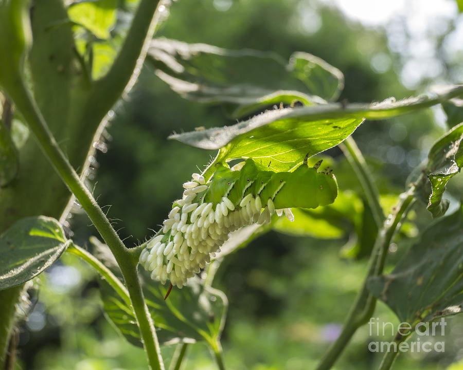 Parasitic Wasp Infested Hornworm Photograph by MM Anderson