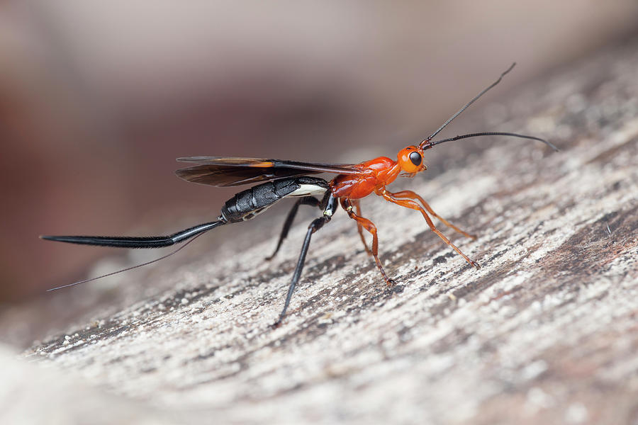 Asian Parasitic Wasp