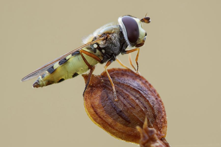 Insects Photograph - Parasitized Hoverfly by Heath Mcdonald