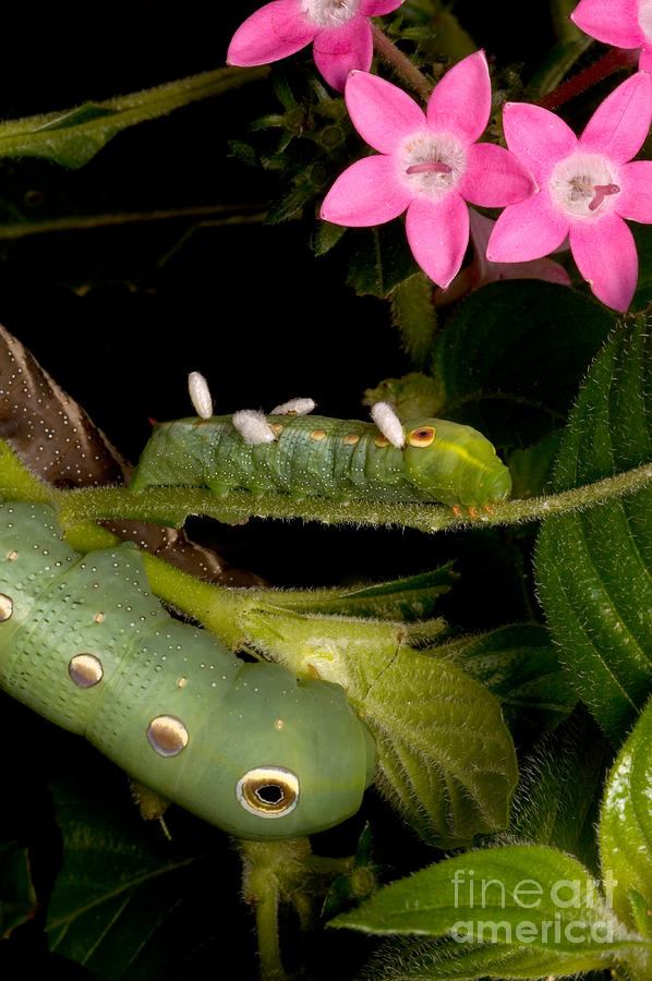 Animal Photograph - Parasitized Sphinx Moth Caterpillar by Gregory G. Dimijian, M.D.