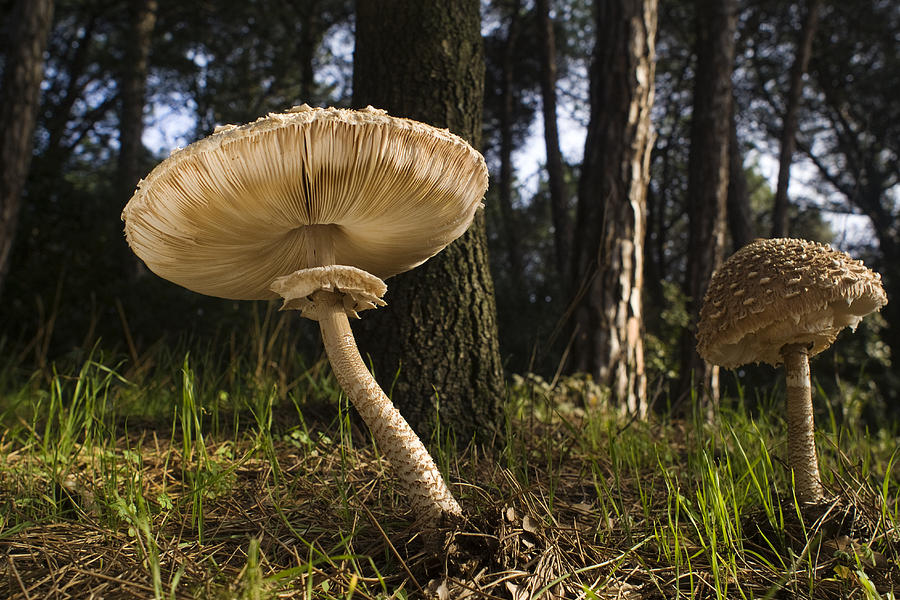 Parasol Mushrooms Pair In Forest Spain Photograph by Albert Lleal