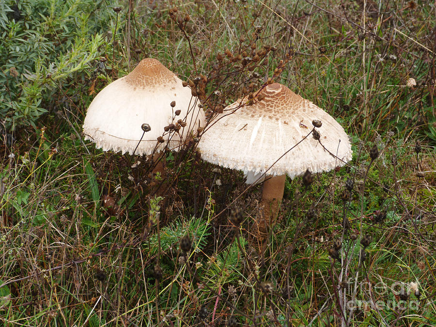 Parasol Mushrooms Photograph by Phil Banks