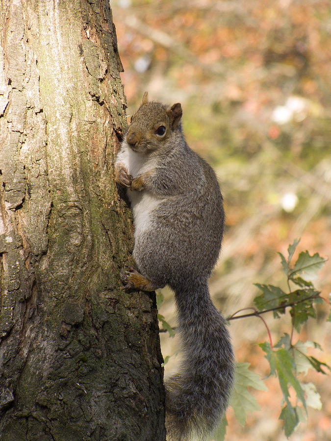 Pardon Me Any Nuts to Spare Photograph by Phil Welsher