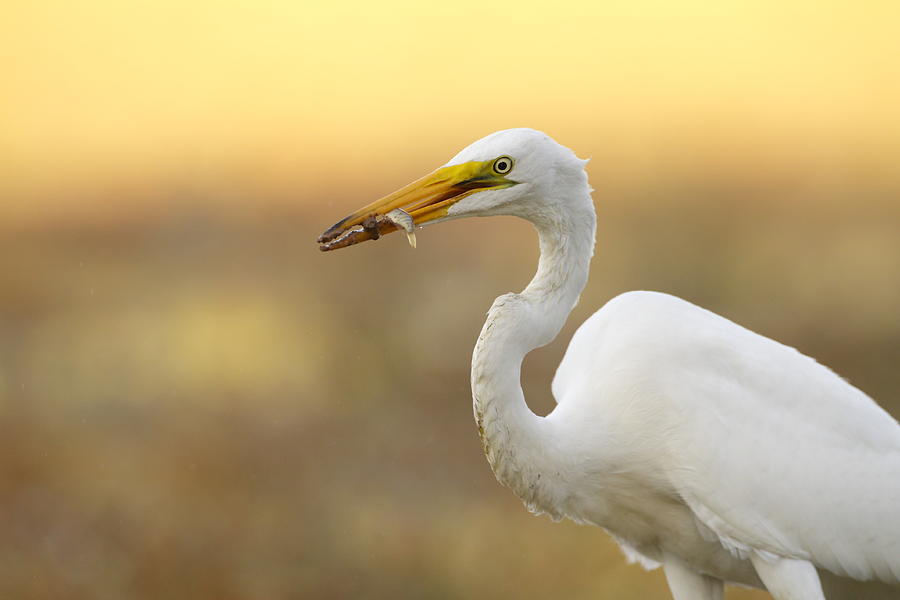 Egret Photograph - Pardon me there is something on your face. by Ruth Jolly