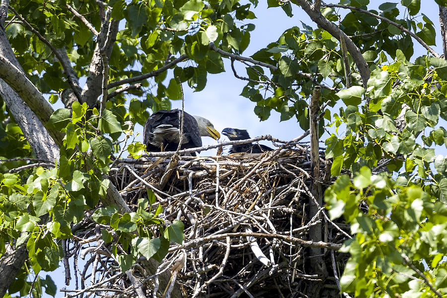 Parent and Eaglet AT Lunch Photograph by Jack R Perry