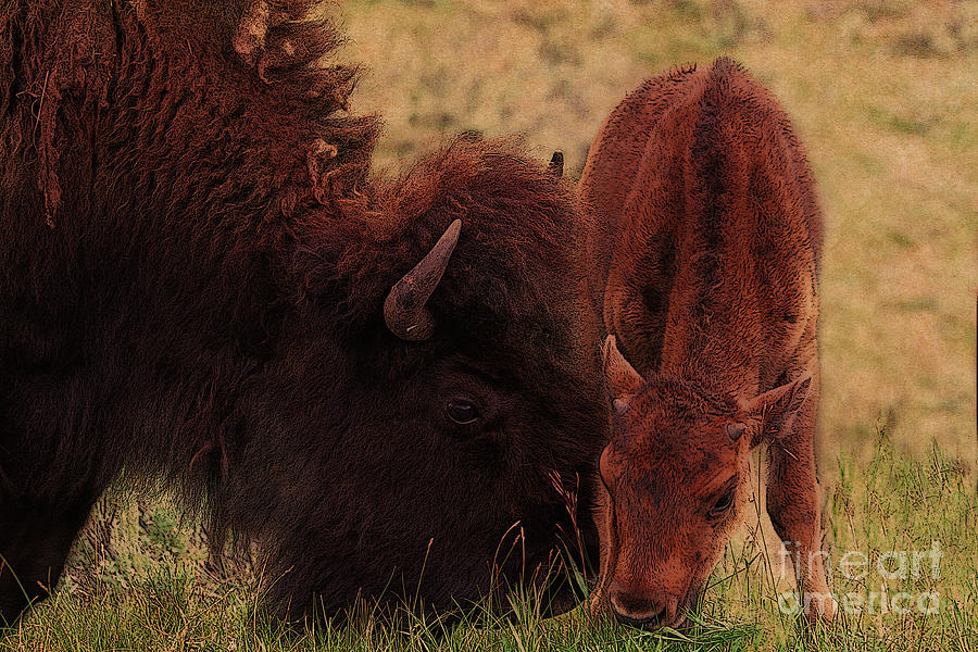 Parent With Newborn Calf Bison Photograph by Janice Pariza