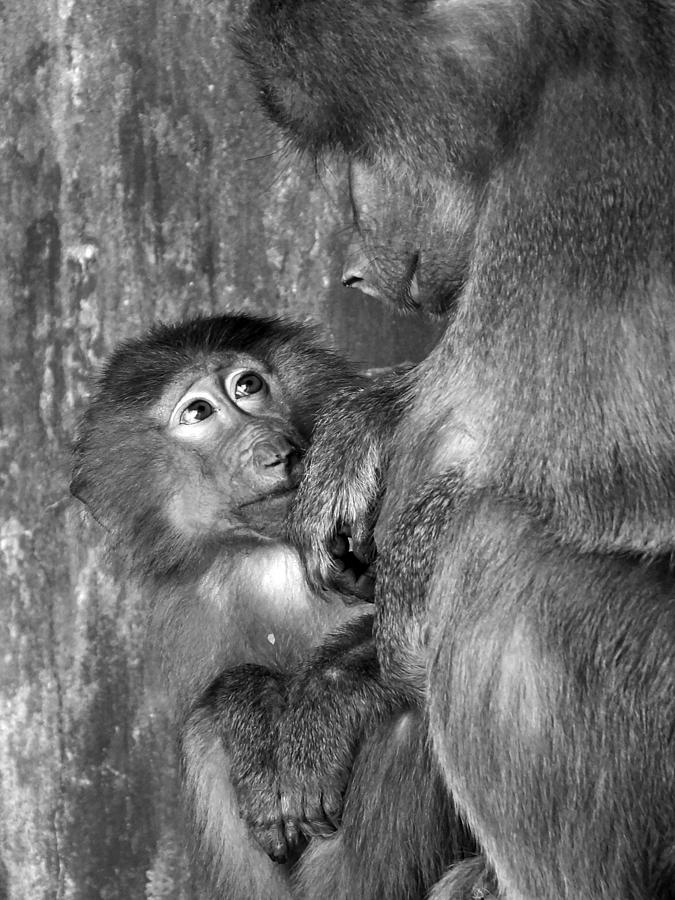 Ape Photograph - Parenting by Inge Riis McDonald
