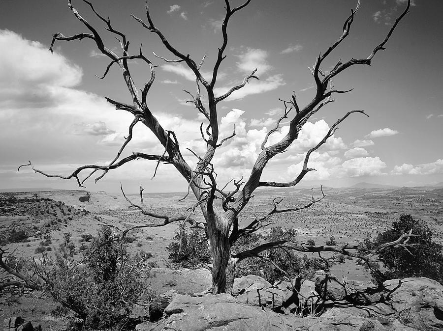 Paria Tree Last Stand Photograph by Rich Franco