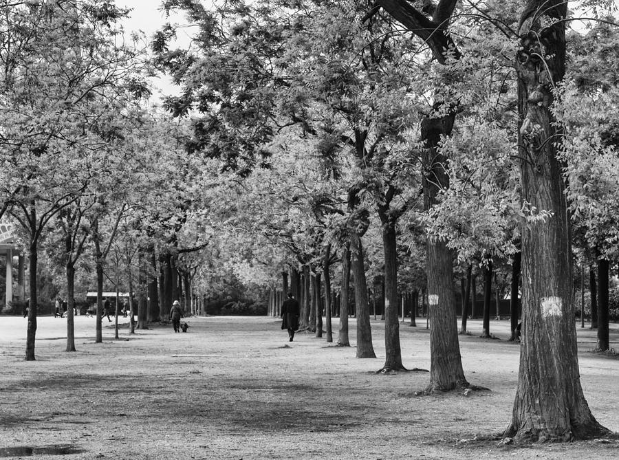 Paris Avenue of Trees Photograph by Georgia Clare