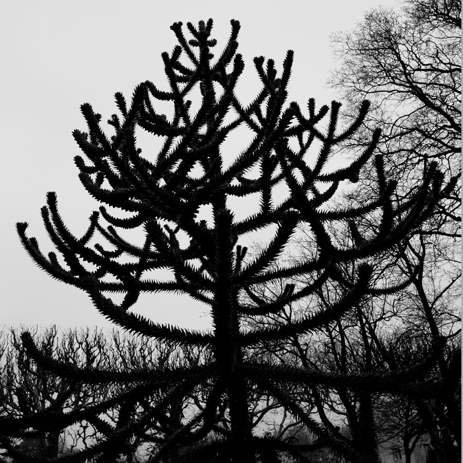 Paris Black and White Tree in the Jardin des Plantes Photograph by Evie Carrier