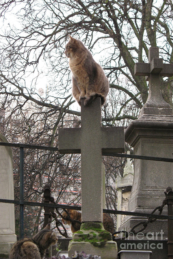 Le Chat Photograph - Paris Cemetery Cats - Pere La Chaise Cemetery - Wild Cats On Cross by Kathy Fornal