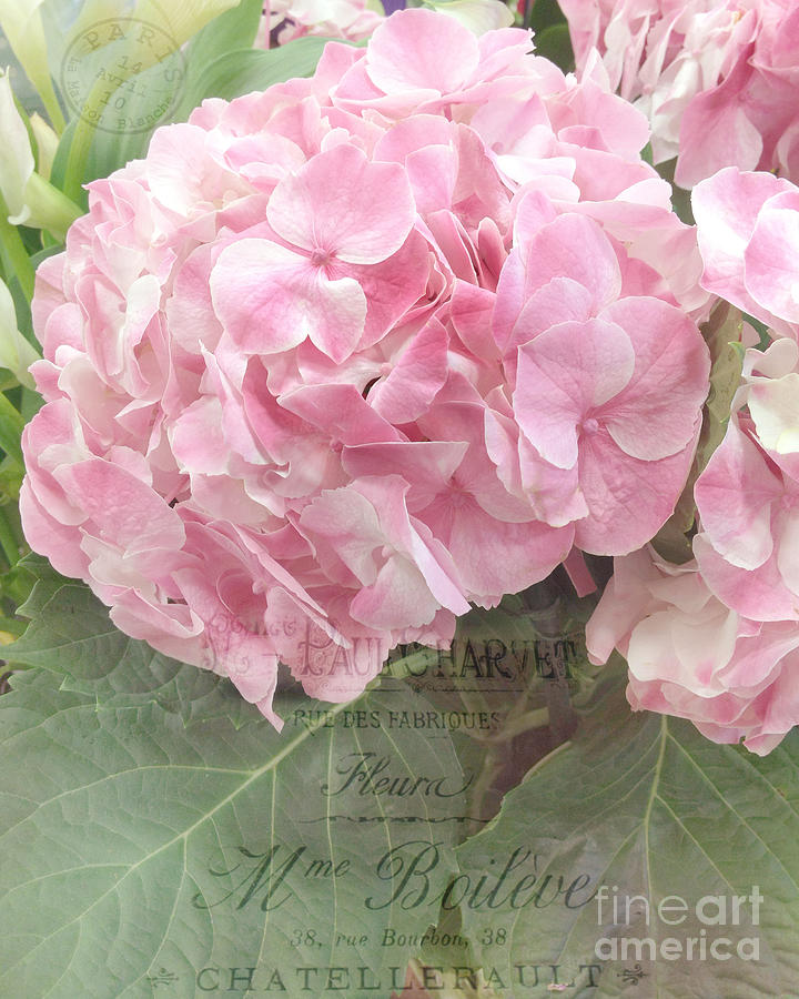 Flower Photograph - Paris Dreamy Pink Hydrangeas Floral Art - Paris Romantic Shabby Chic Pink Hydrangea Fine Art by Kathy Fornal