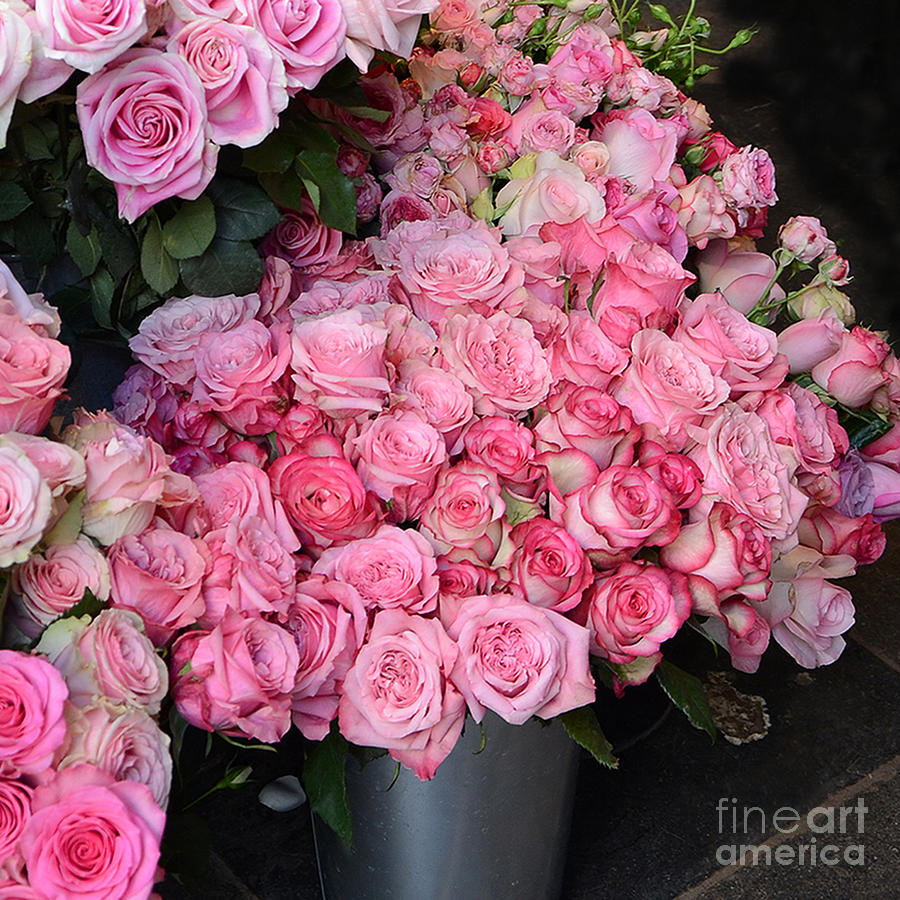 Paris French Market Pink Roses - Paris Romantic Pink Shabby Chic Roses  Photograph by Kathy Fornal