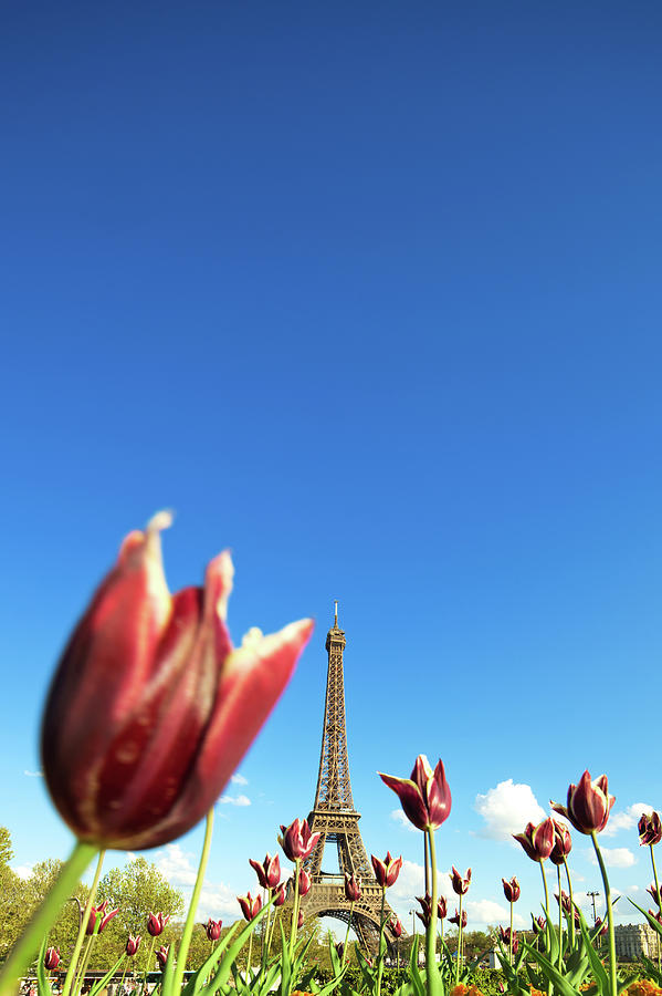 Paris In Spring Photograph by Nikada