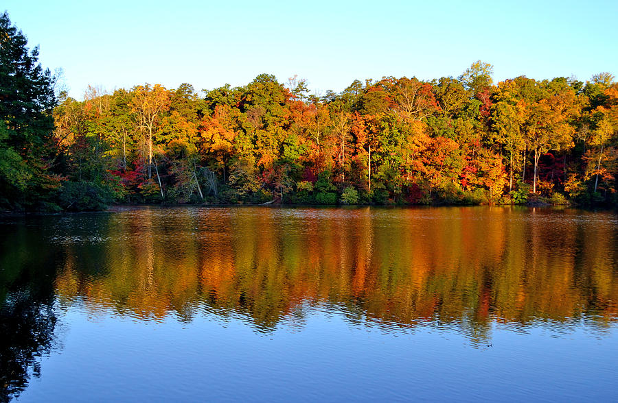 Paris Mountain In Fall Photograph by Larry Bishop