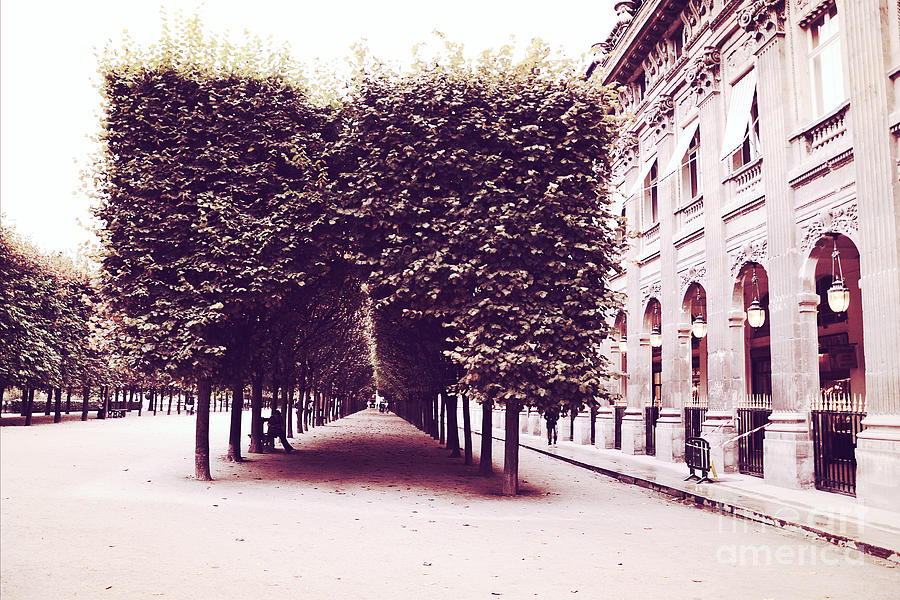 Paris Photograph - Paris Palais Royal Row of Trees and Paris Palais Royal Garden Architecture by Kathy Fornal