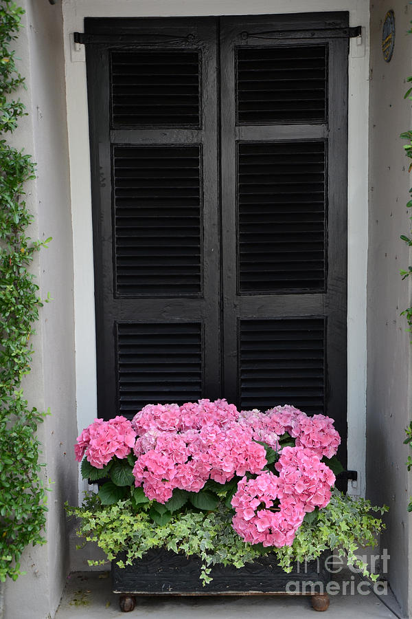Paris Pink Hydrangeas Window Box - Paris Hydrangeas Window Box Art Photograph by Kathy Fornal