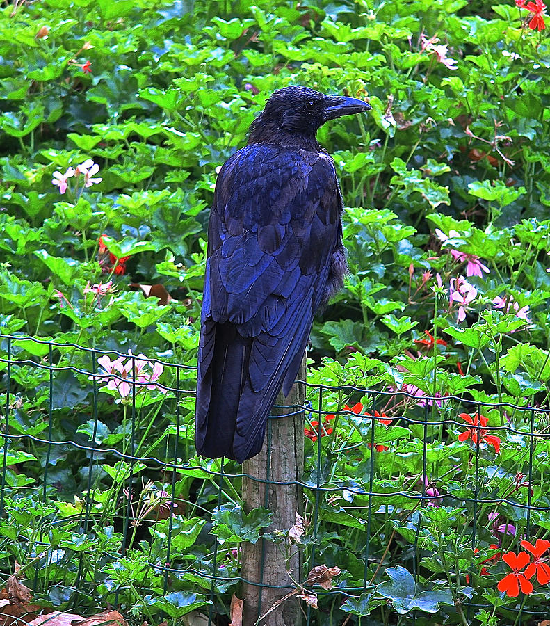 Paris Raven Photograph by Donna Quante