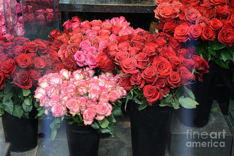 Paris Red and Pink Roses - Paris Dreamy Roses Photography - Paris Valentine Red Roses  Photograph by Kathy Fornal